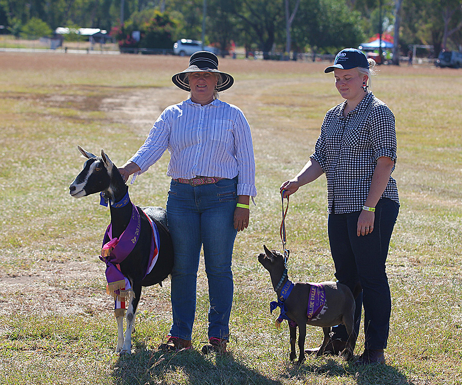 goats-competing